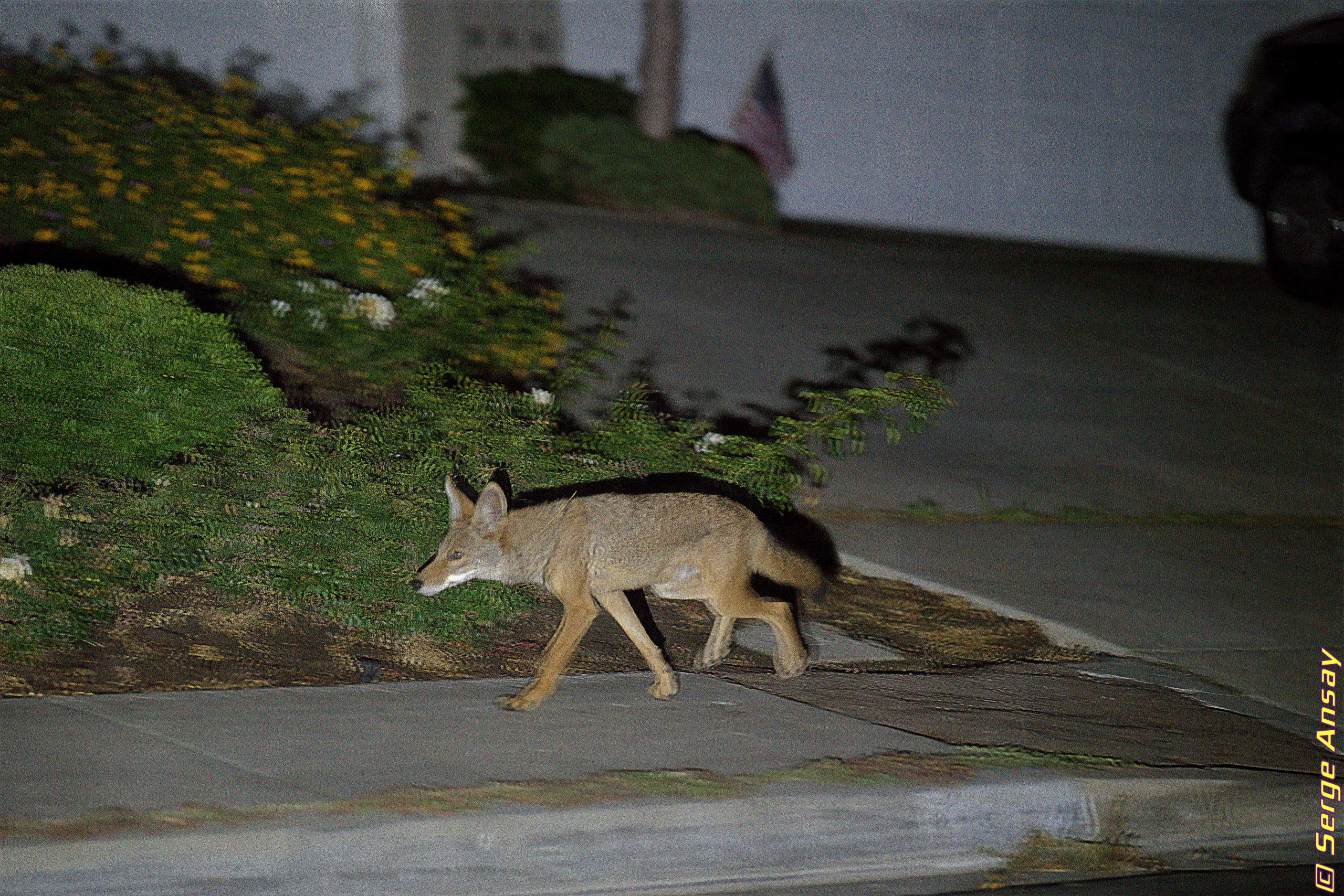 Coyote running on sidewalk at night san diego california