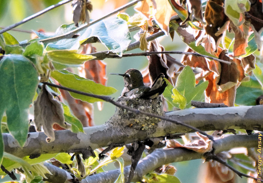 Hummingbird sitting on his nest, presumably brooding