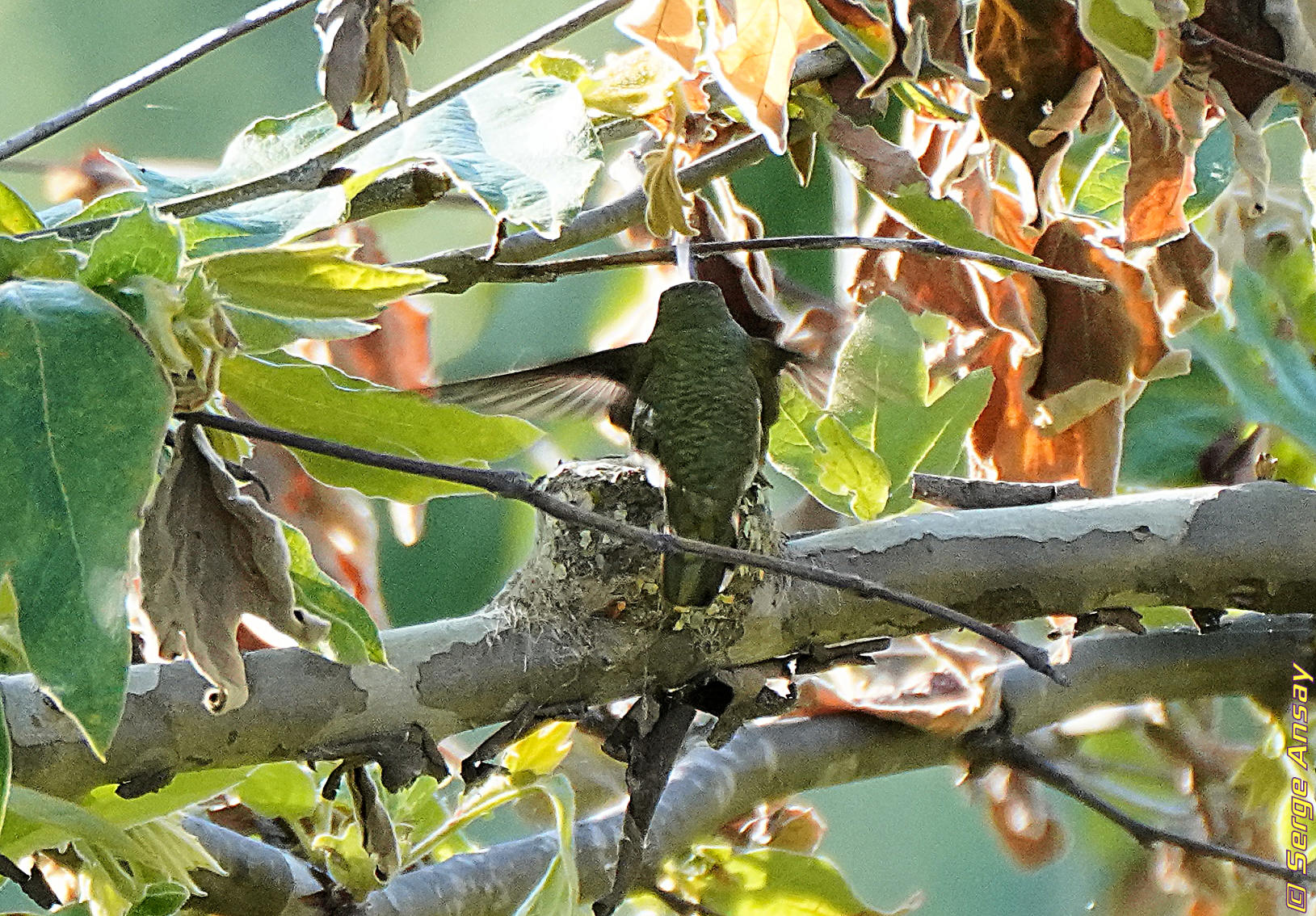 Hummingbird sitting on his nest, presumably brooding