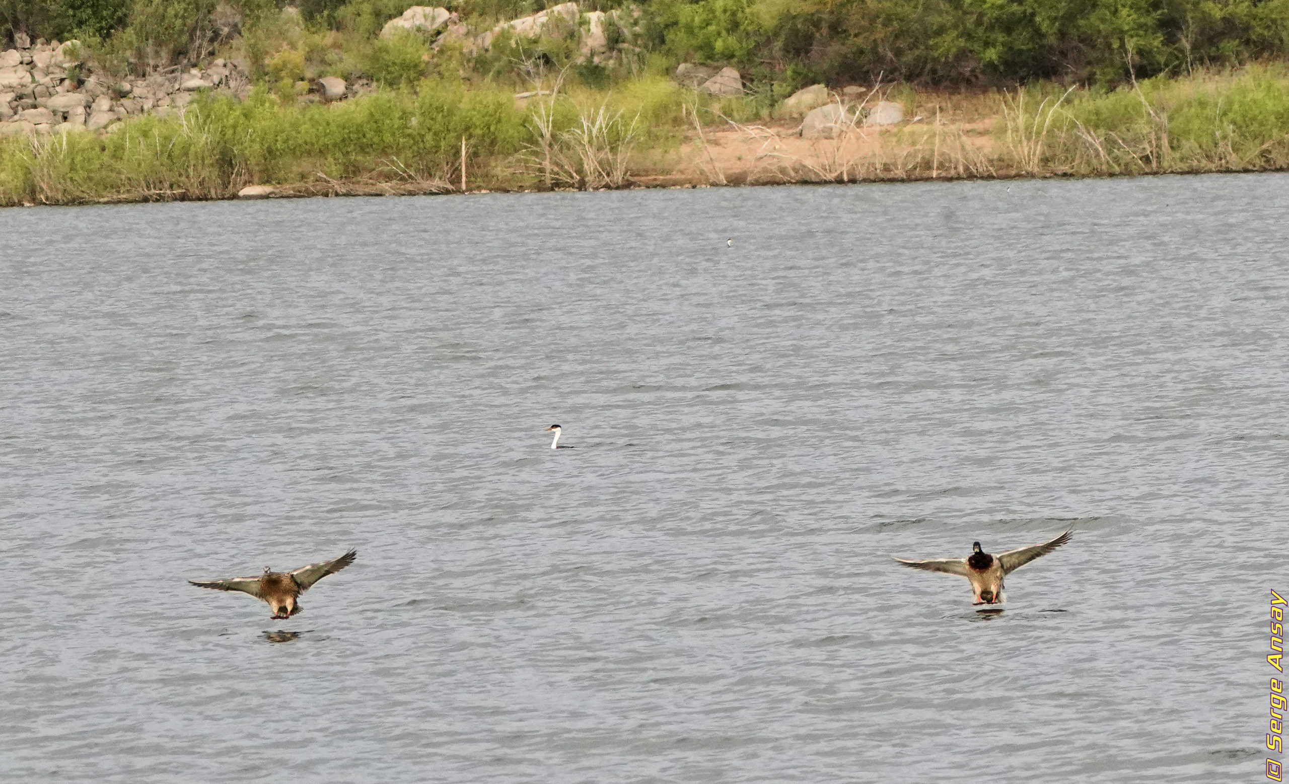 couple of mallard ducks water landing in sync