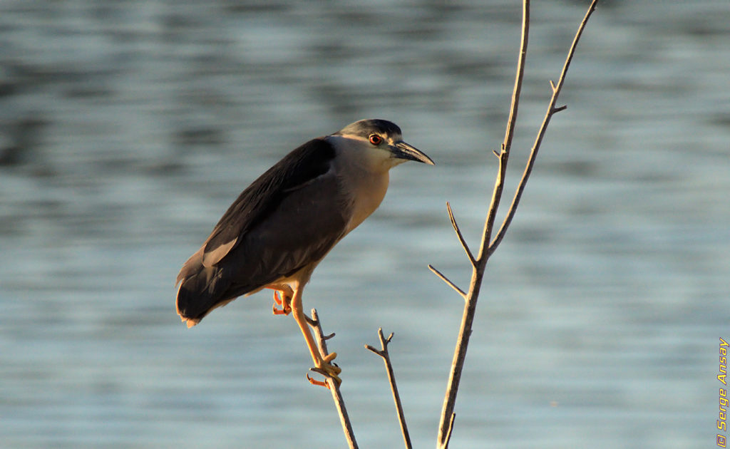 Black-crowned night heron