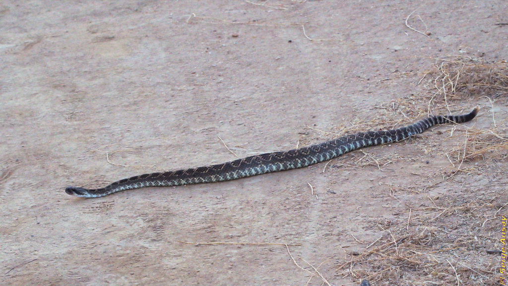 rattlesnake