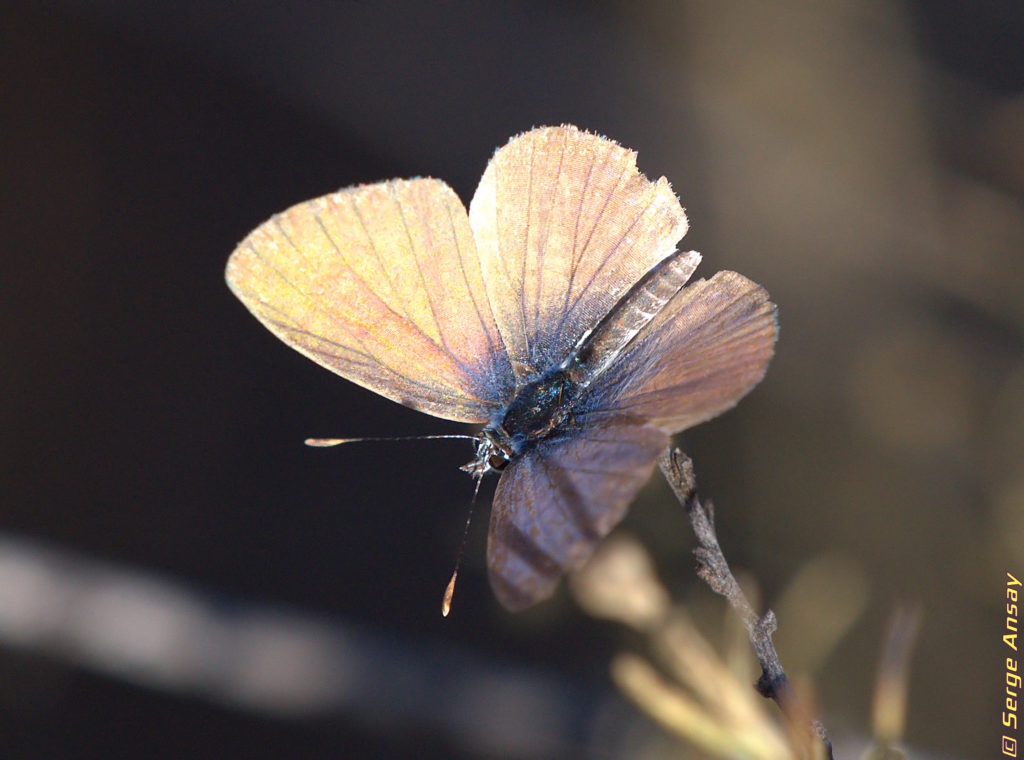 long-tailed blue butterfly