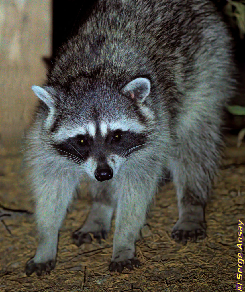 Raccoon