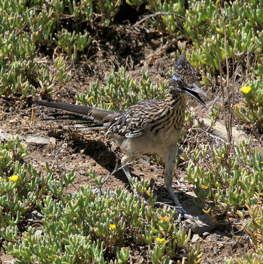 greater roadrunner