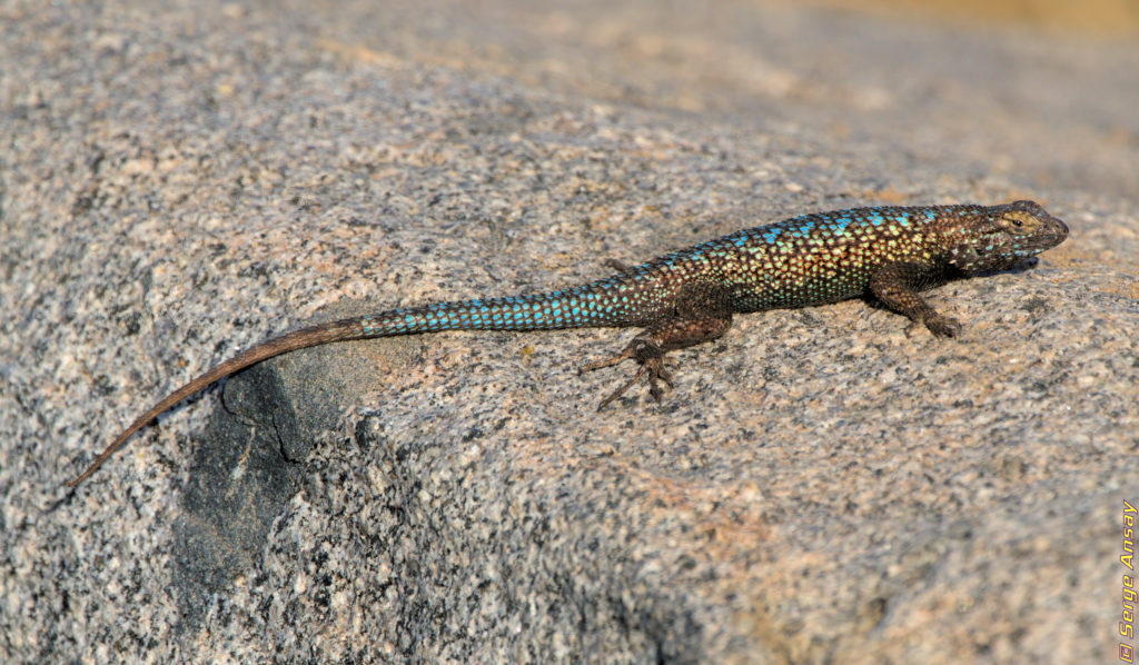 western fence lizzard