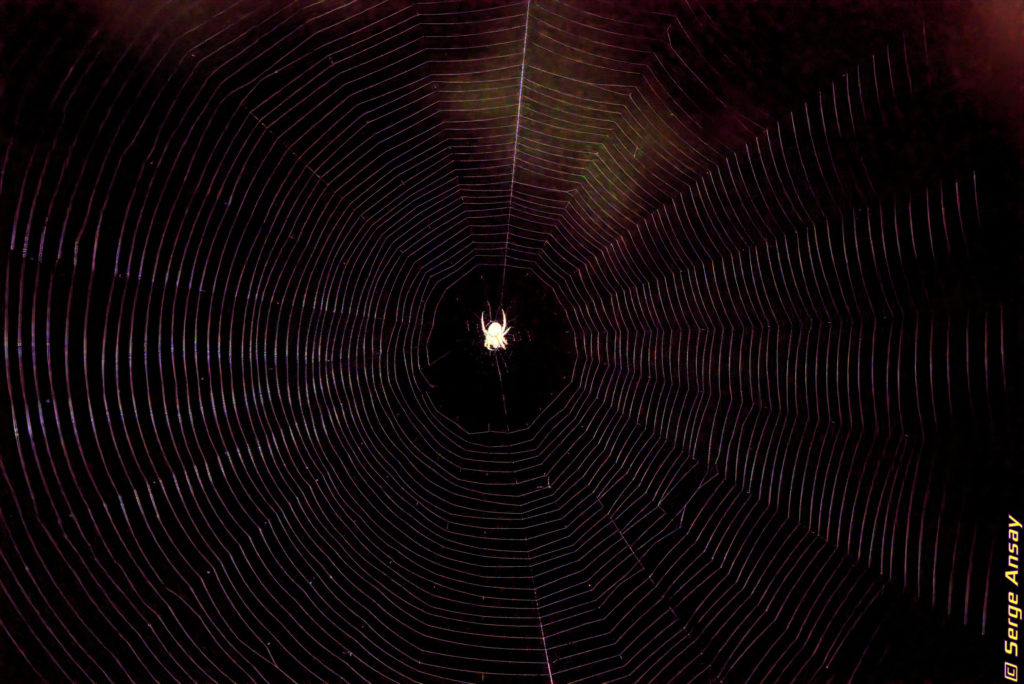 araneus diadematus in the center of its web