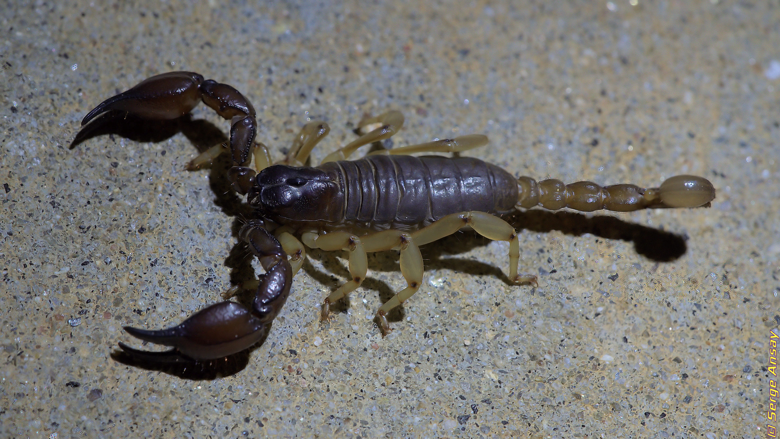 California swollenstinger scorpion