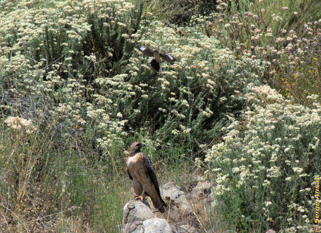 red-tail hawk and mockingbird