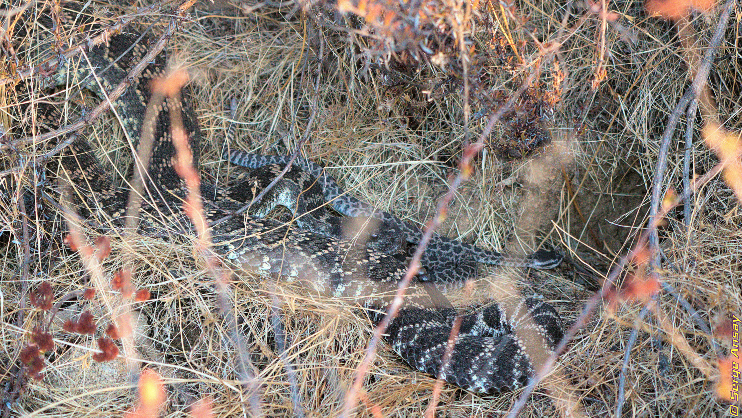 diamond rattlesnake adult and babies