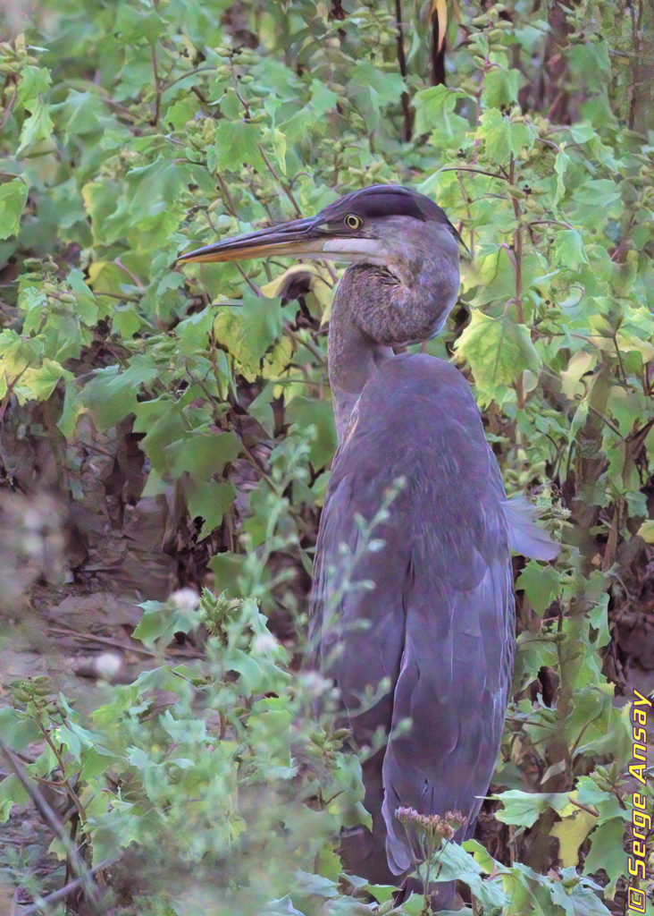 great blue heron