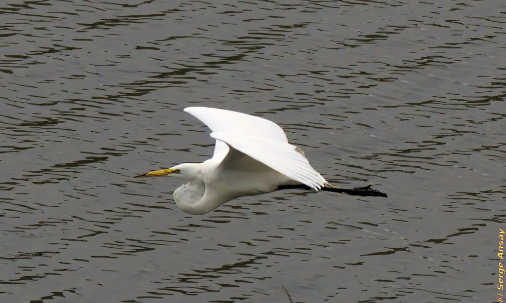 Great egret