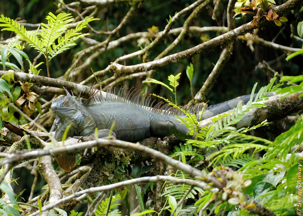 green iguana