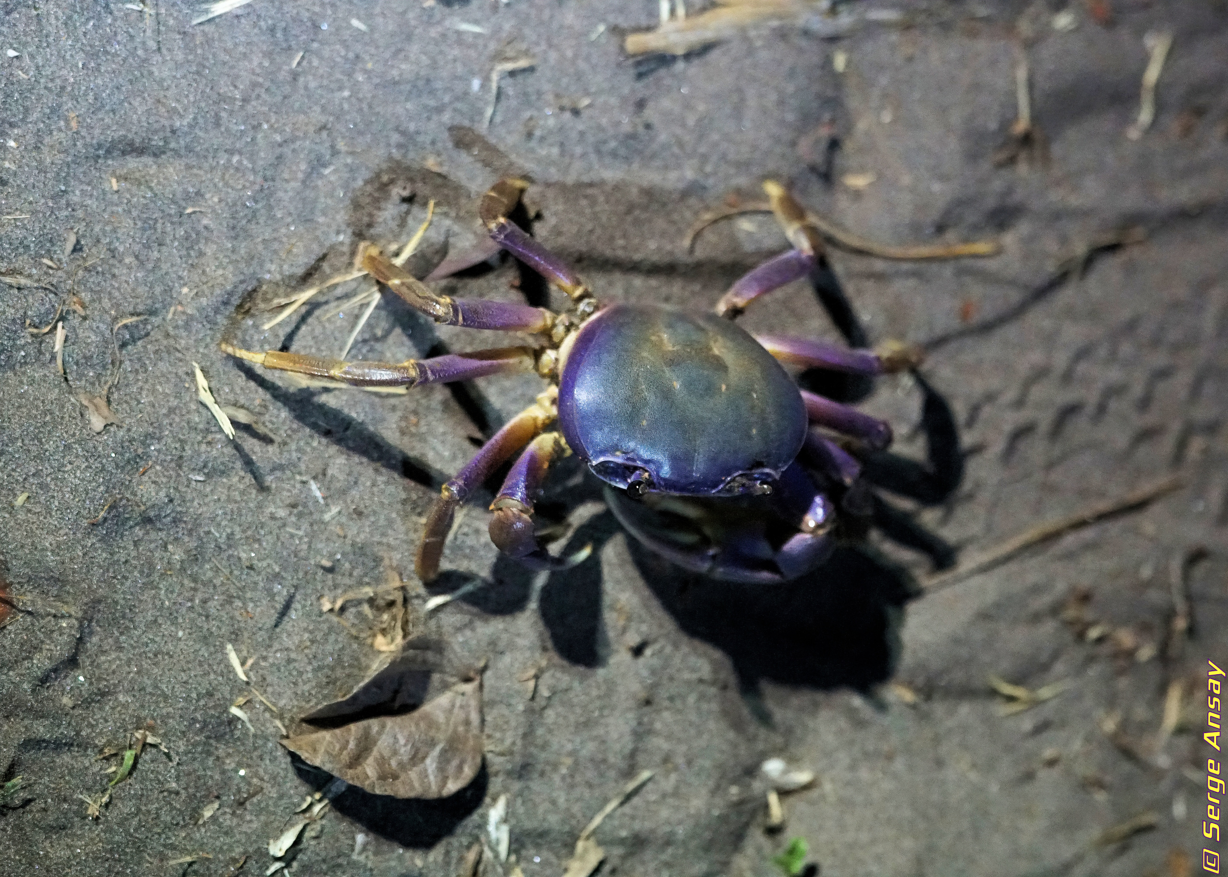 blue land crab