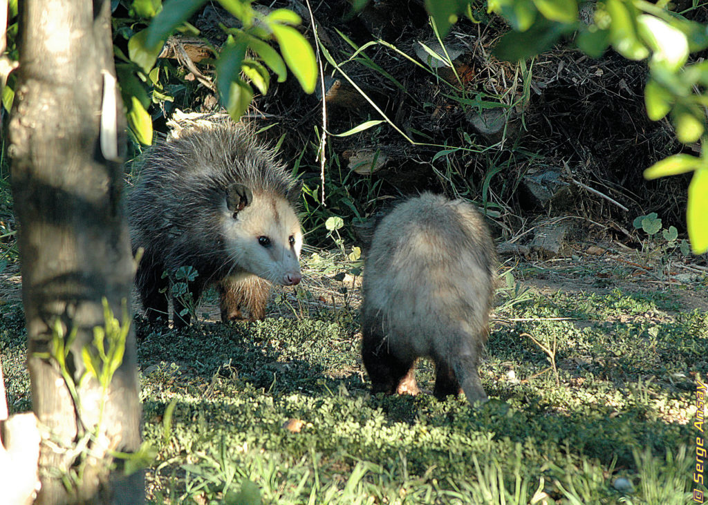 opossums in my backyard