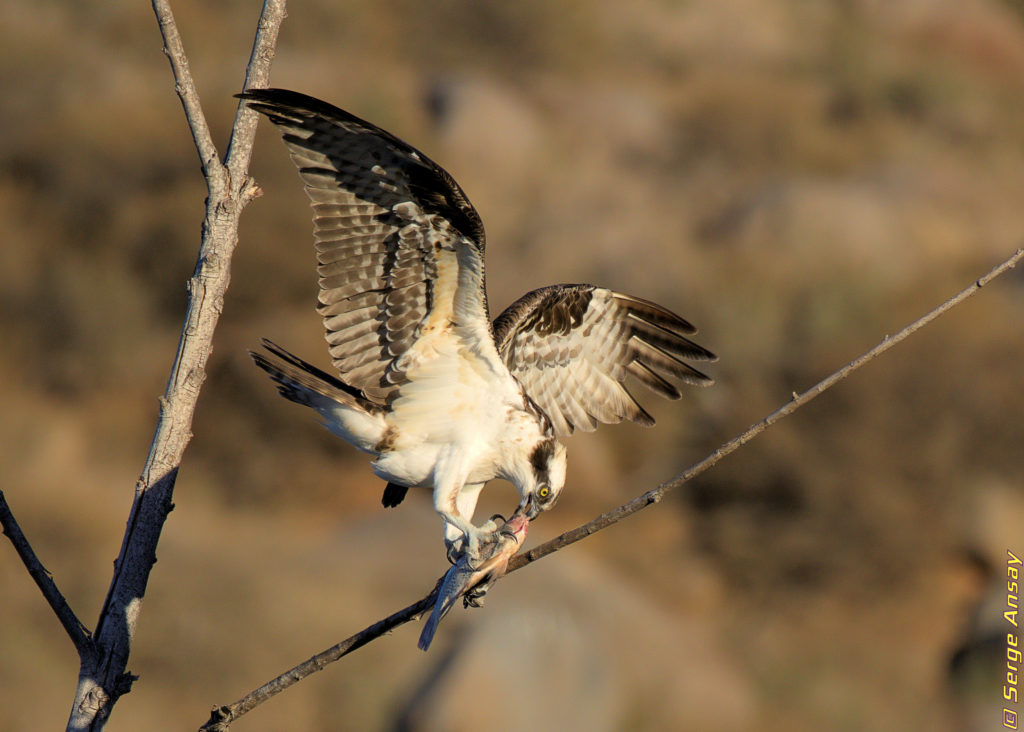 osprey eating fish on a branch