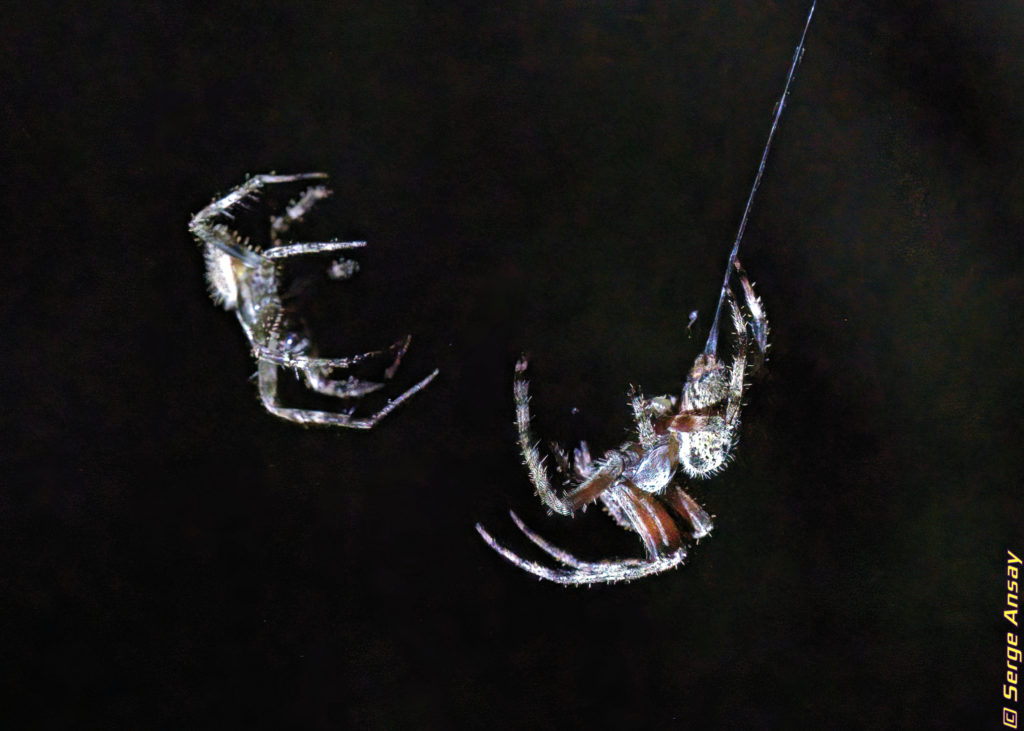 araneus diadematus spiders mating