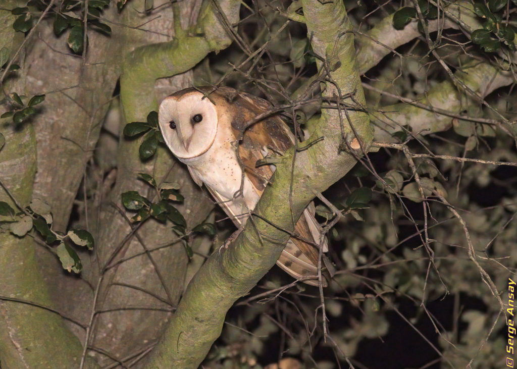 barn owl