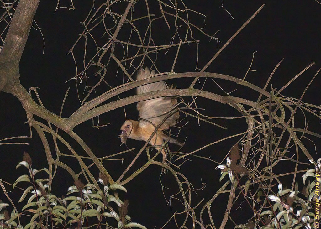 barn owl caught a mouse