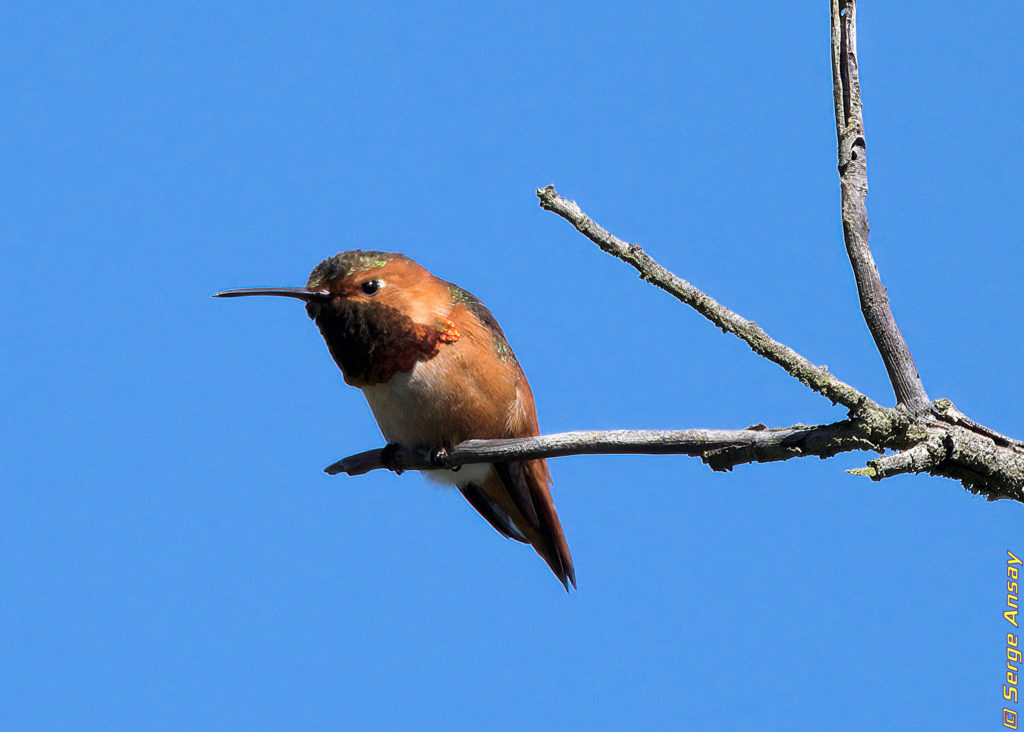 Allen's hummingbird