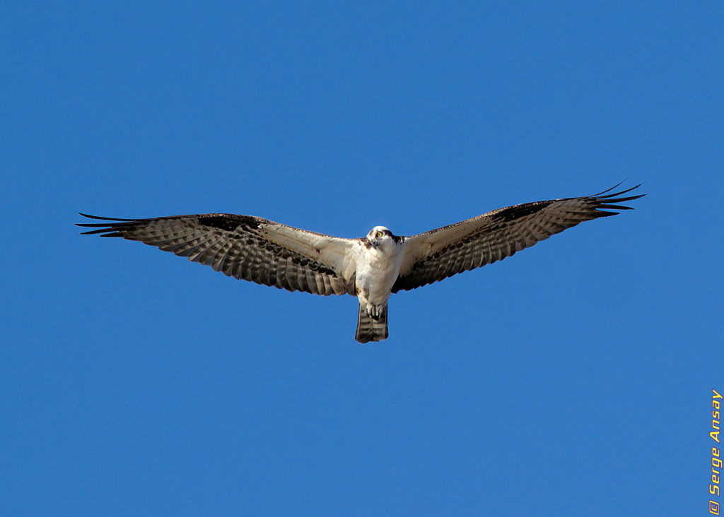 Osprey in flight