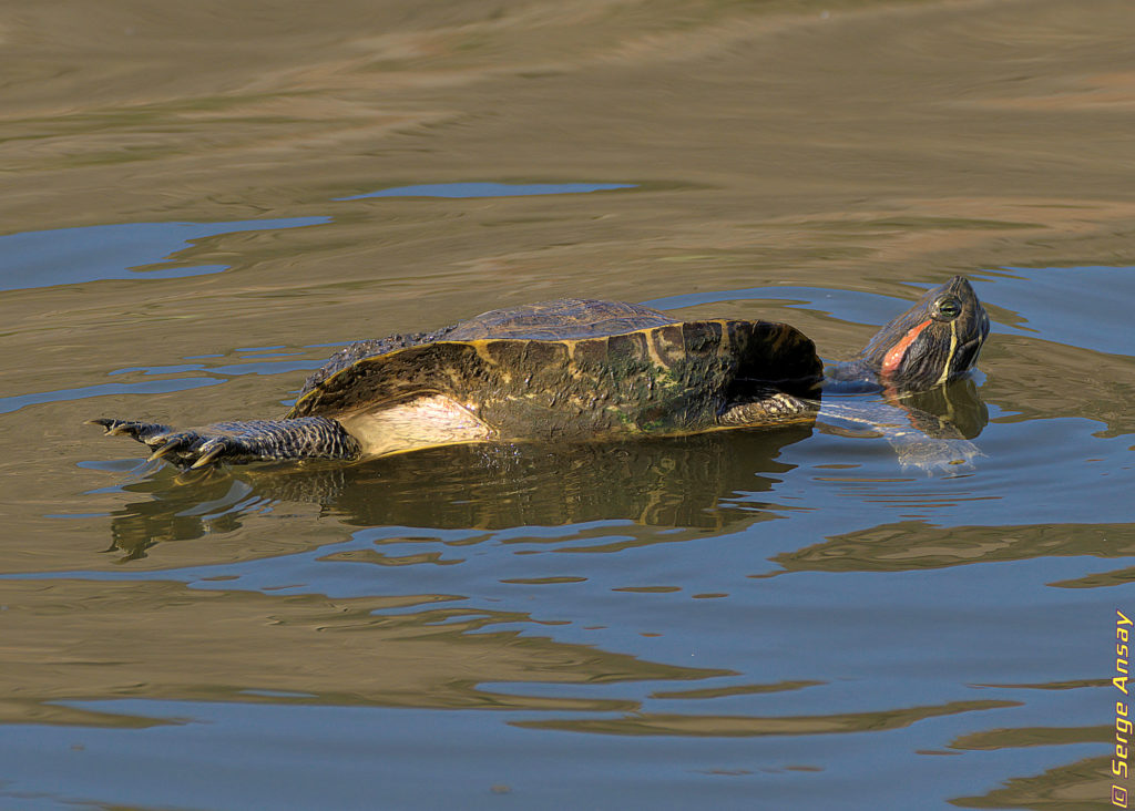 red-eared slider turtle