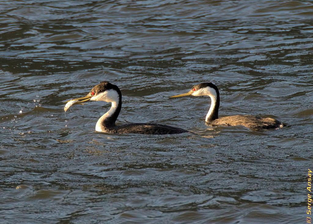 grebe caught fish