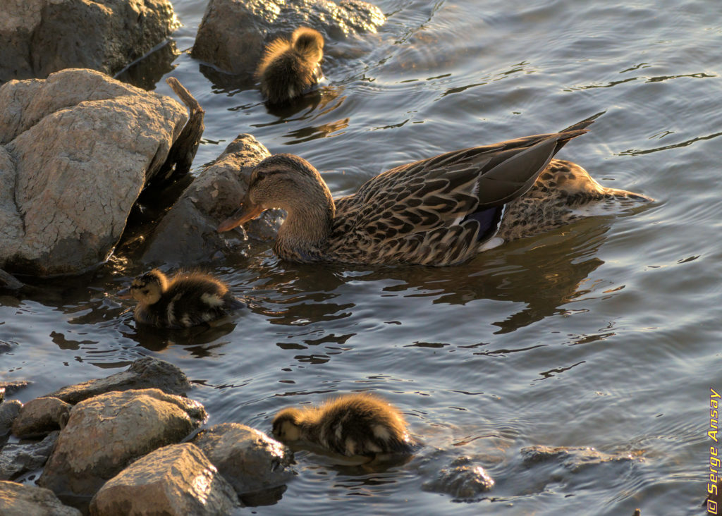 Mallard female duck and ducklings