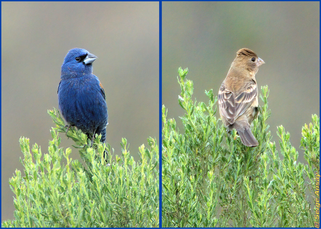 male and female blue grosbeak