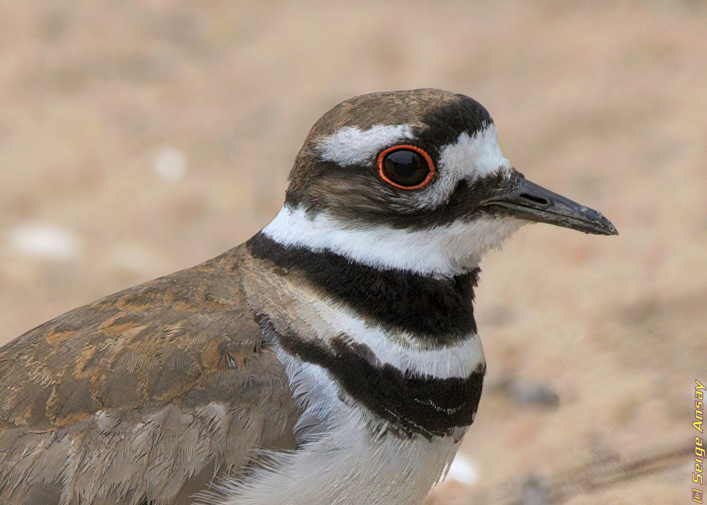 killdeer close-up