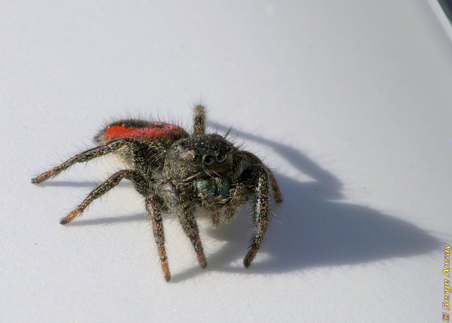 4 pictures of a Johnson jumping spider