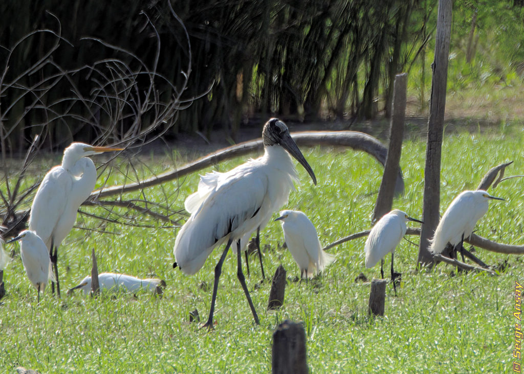 wood stork, white egrets, snowy egrets