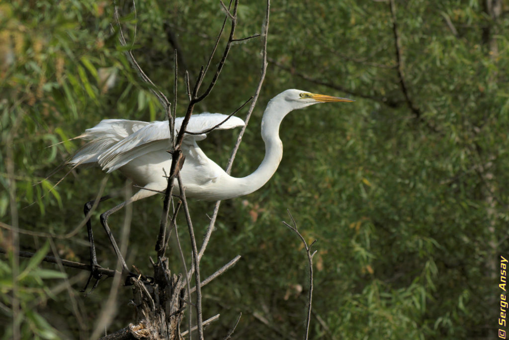 great egret