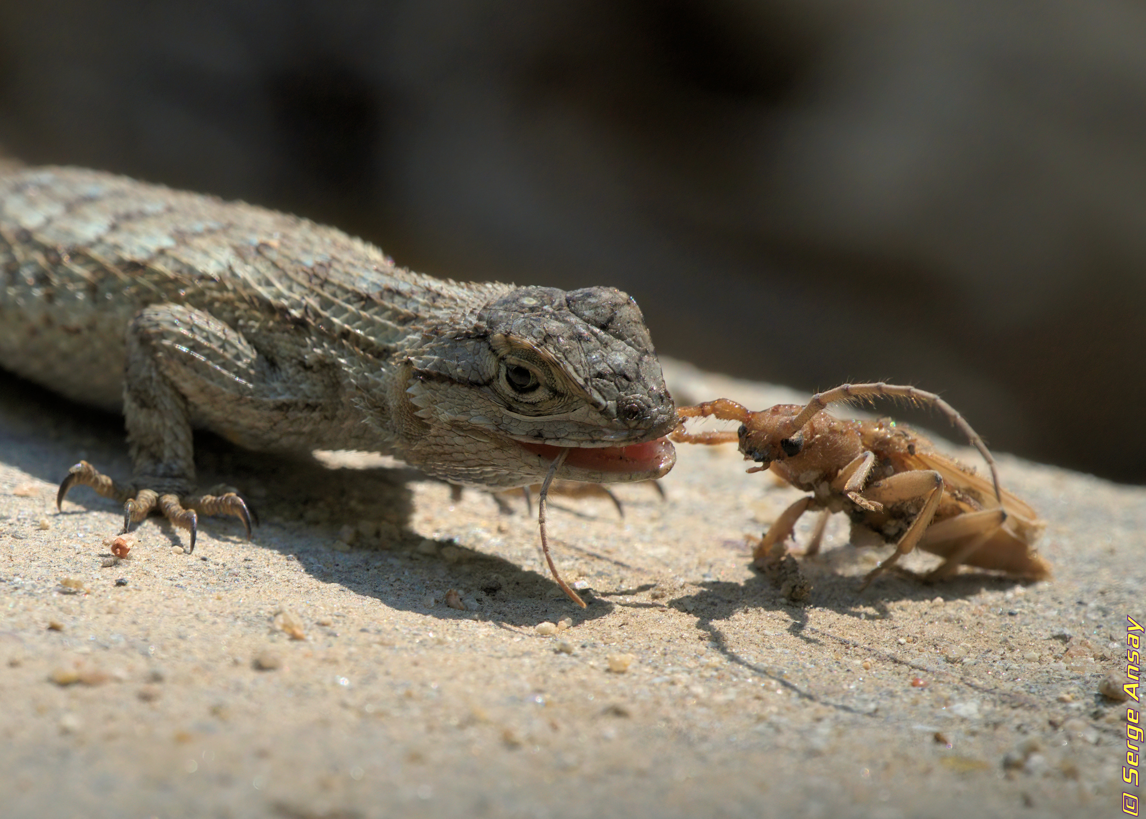 lizard eating insect
