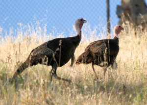 wild turkeys