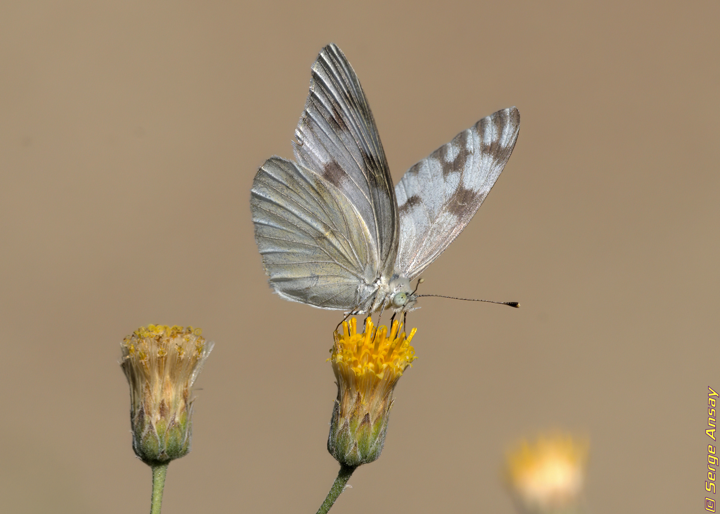 Pontia protodice, common name: checkered white or southern cabbage butterfly