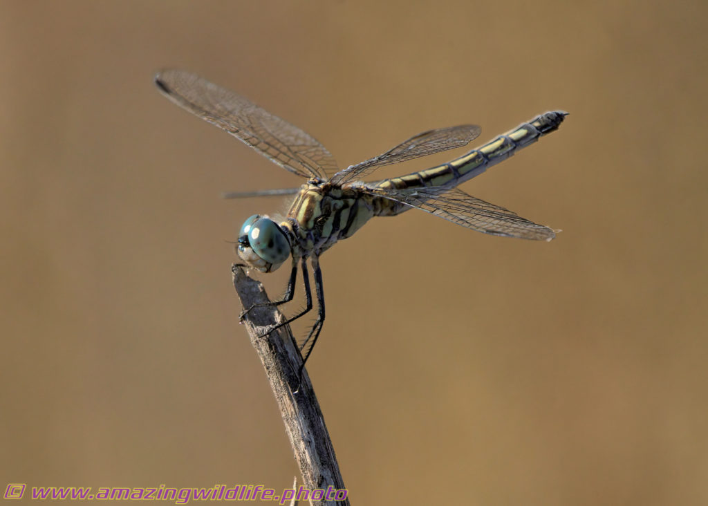 Female blue dasher dragonfly