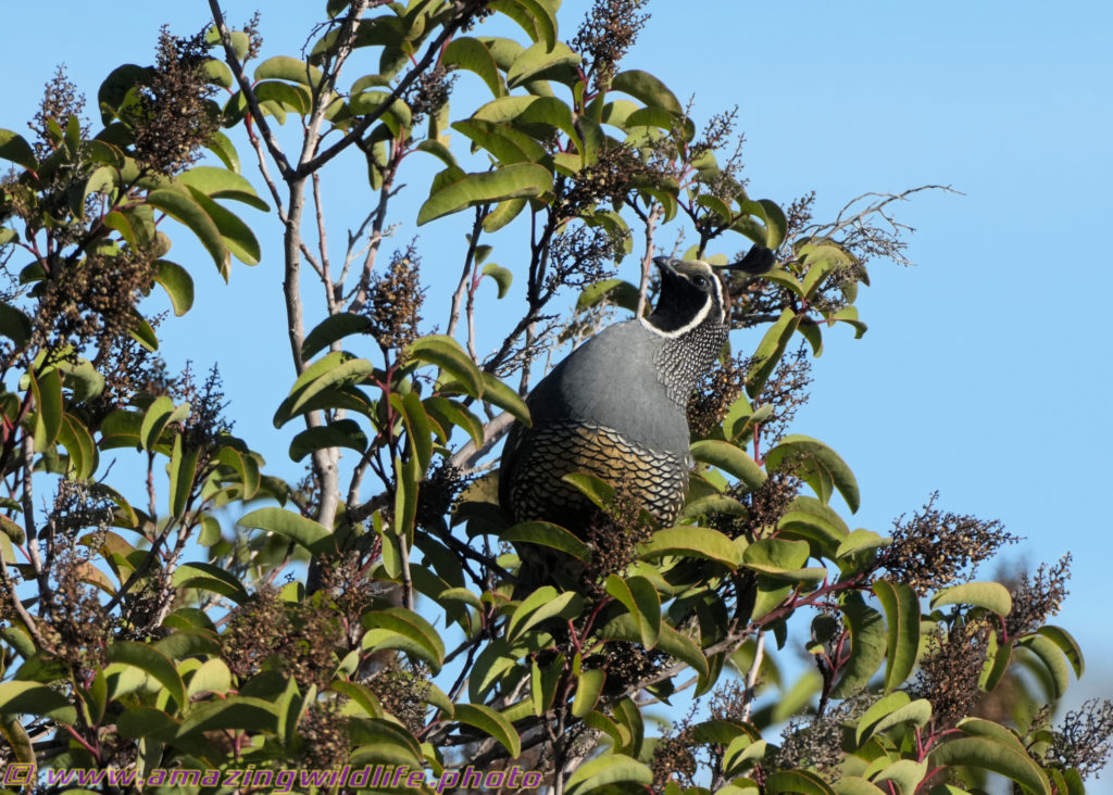 Male California quail