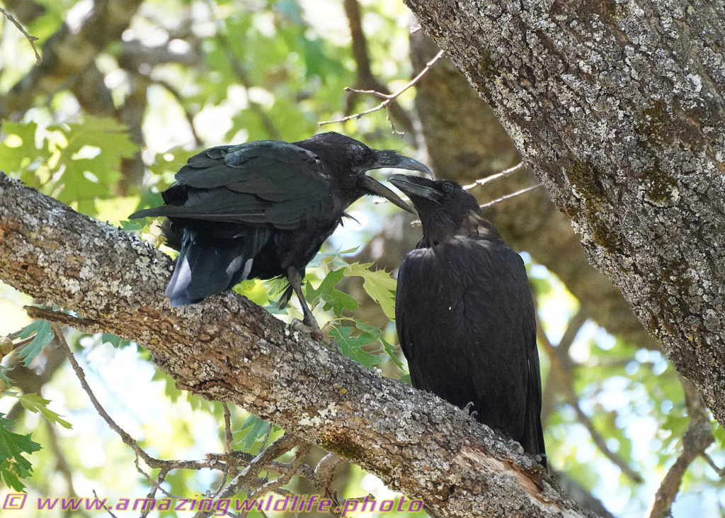 Ravens couple