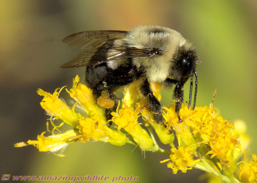 common eastern bumble bee