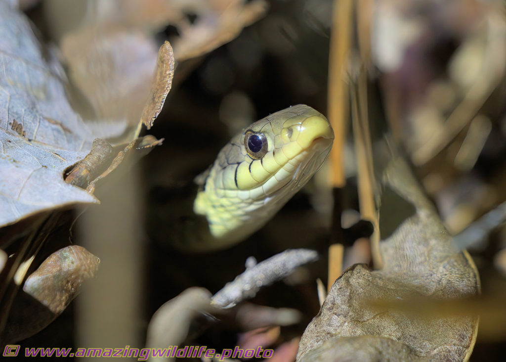 garter snake