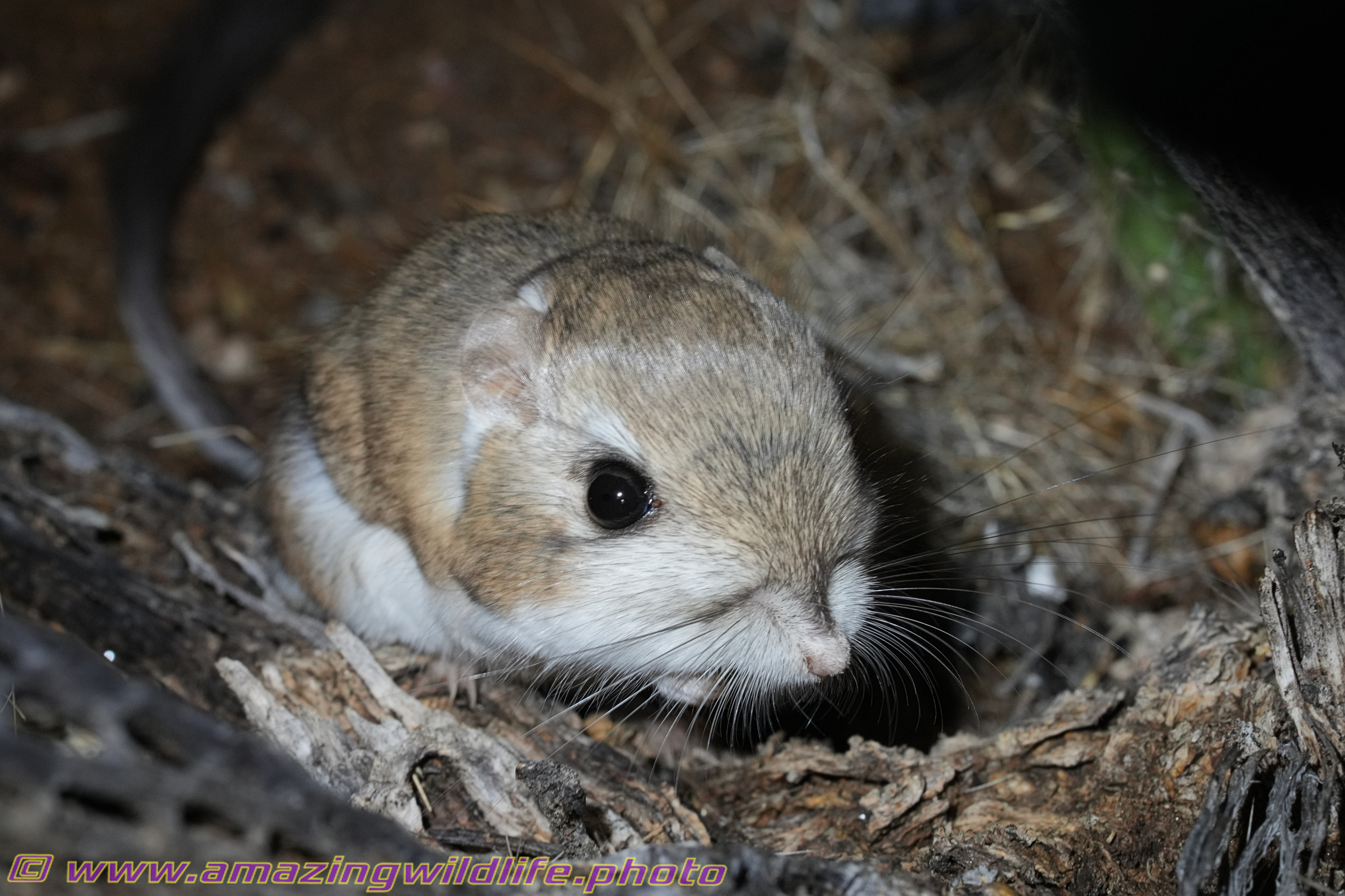 Desert trip with Rowshan – part 2 - Kangaroo mouse