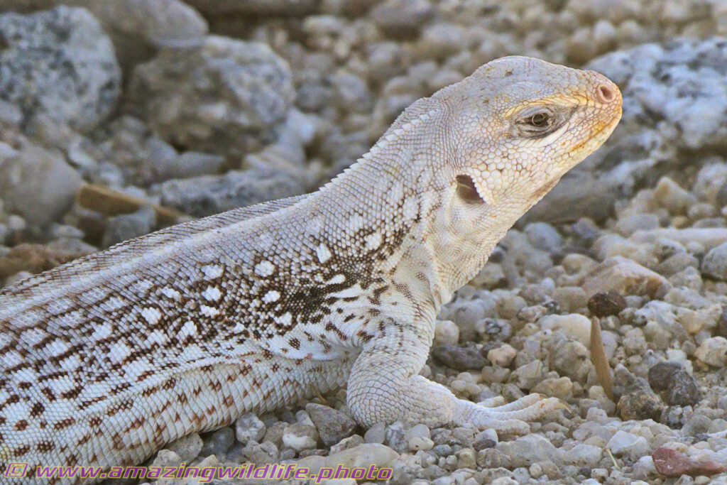 Desert trip with Rowshan – part 2 - desert iguana