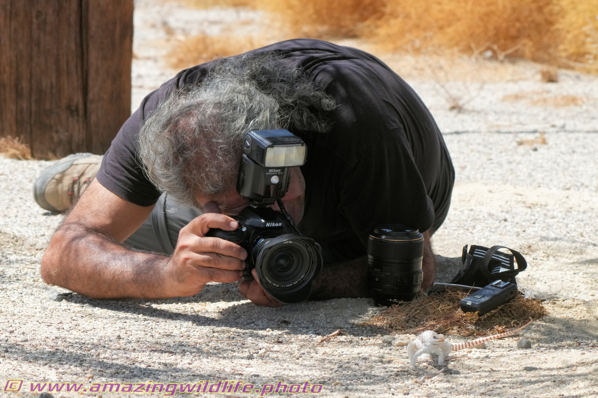 Desert trip with Rowshan – part 2 - Rowshan photographing a desert iguana