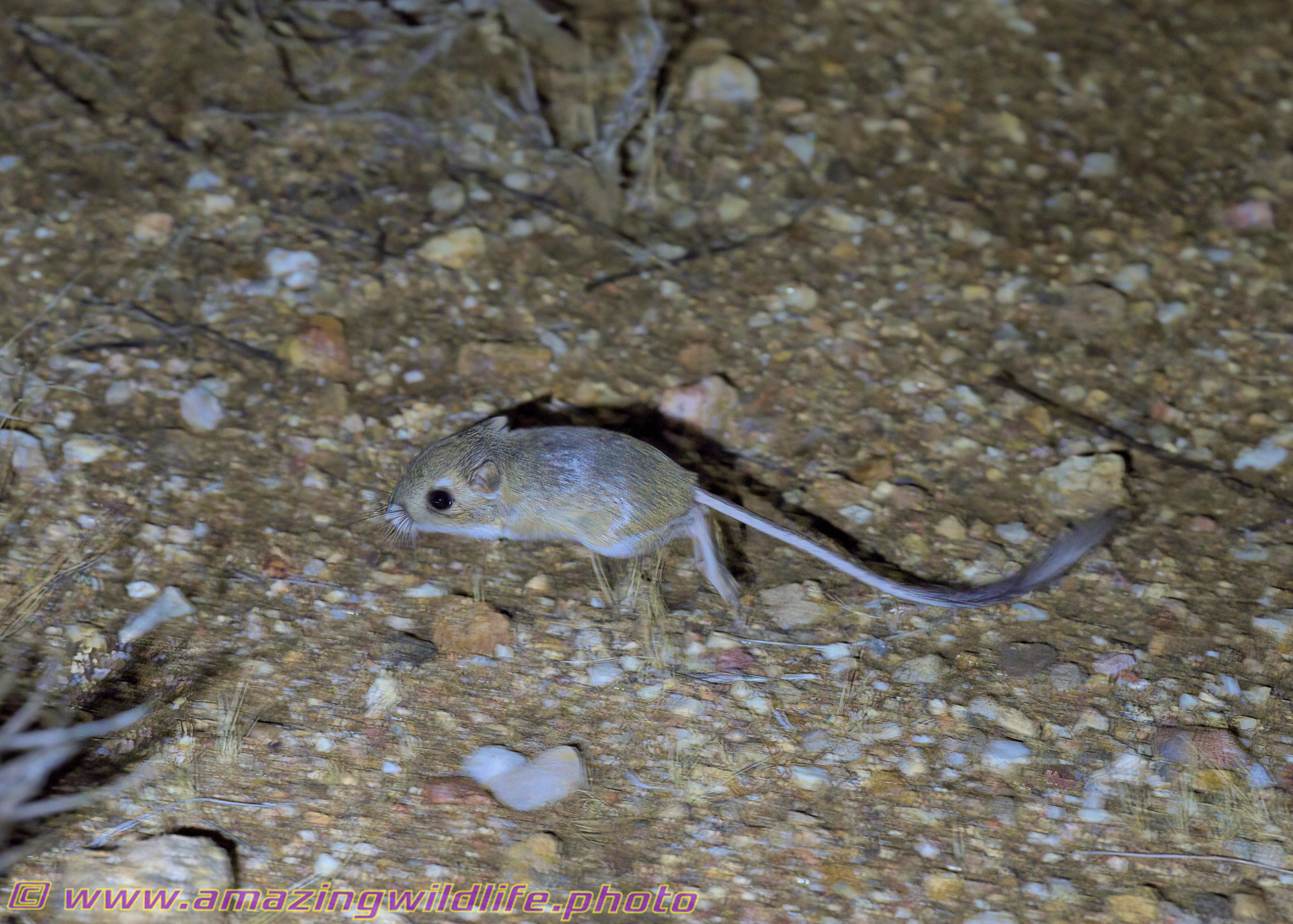 Desert trip with Rowshan – part 2 - Kangaroo mouse