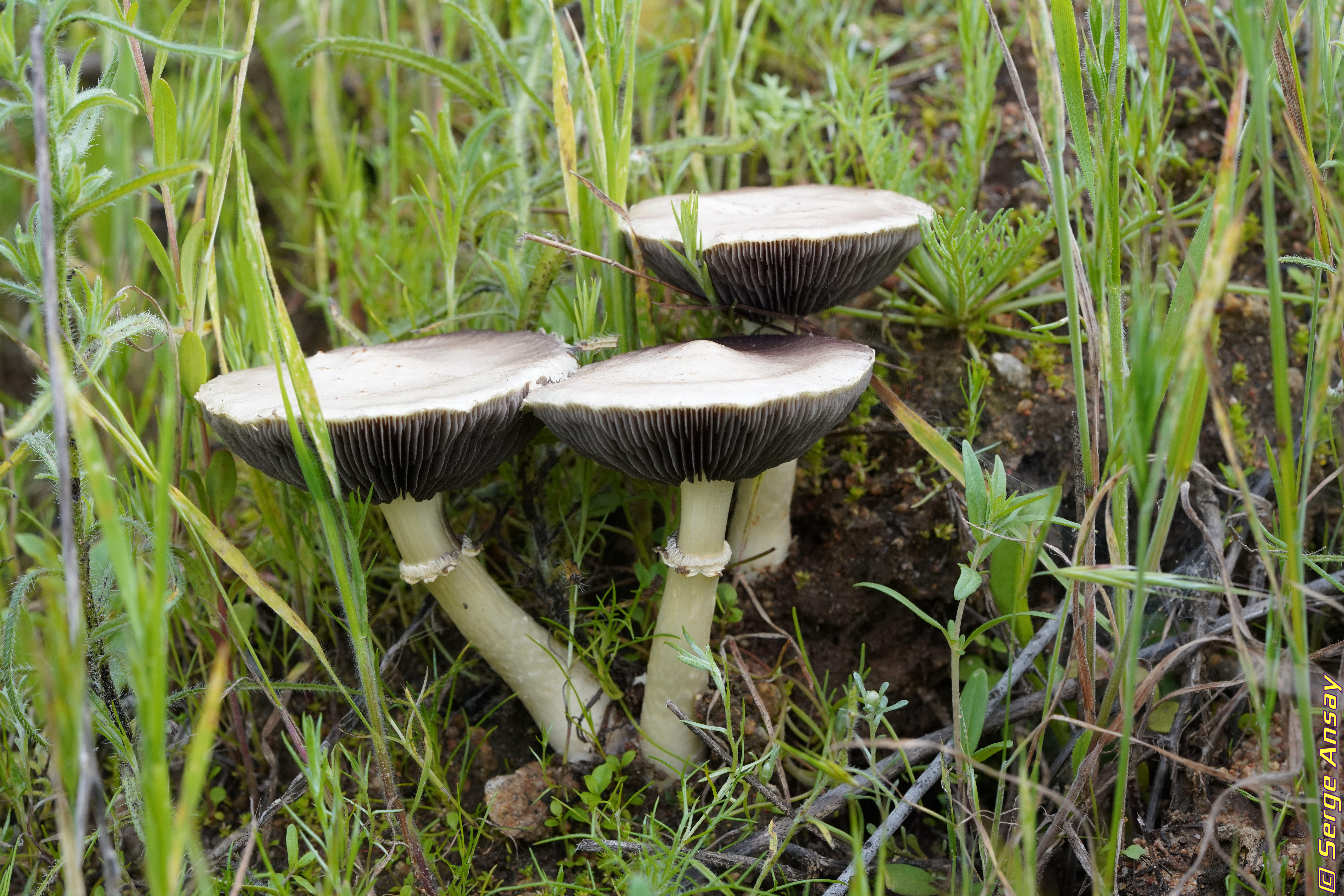 Mushroom - Southern California