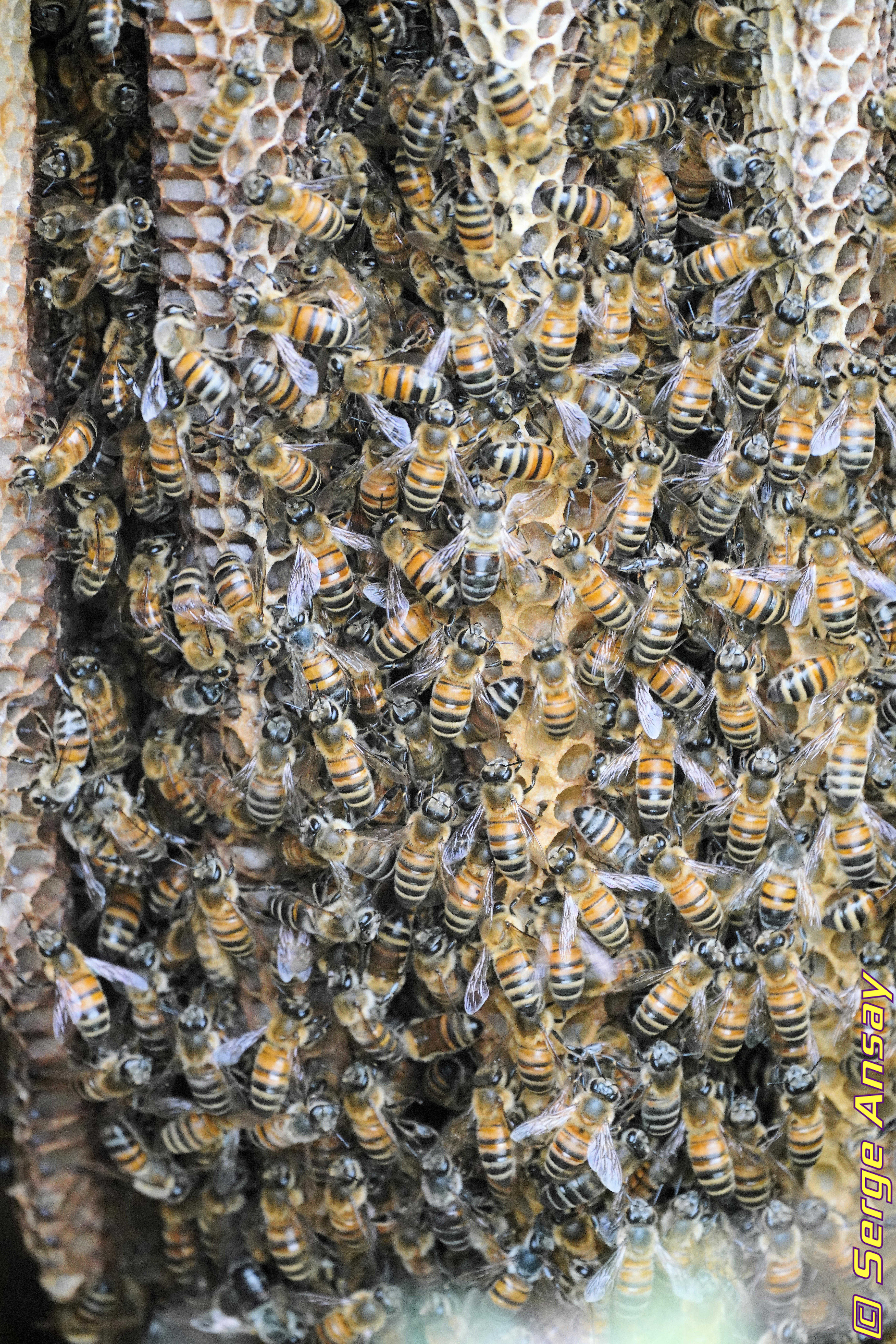 close-up picture of bees in wild nest