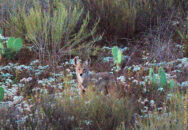 Lone coyote up on a hill. He seemed to be looking straight at me, even though we were so far apart. Coyote with cactus up on a hill San Diego California