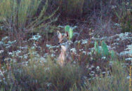 He was listening to his friend on the other side of where I was standing. Lone coyote with cactus up hill San Diego CA