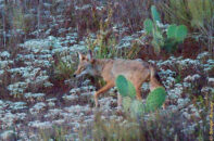 Then he started picking his way to get back to his friend(s) on the other side. Lone coyote with cactus up hill san diego california